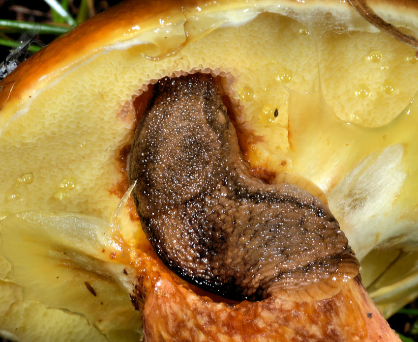Funghi del Trentino